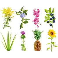 Click & Grow - Smart Garden Refill 3-pack - Experimental (SGR0X3)