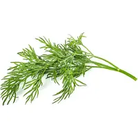 Click and Grow Smart Garden Refill 3-pack - Dill