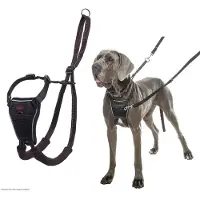 Company of animals Hundesele