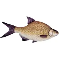 Energoteam Bream 74016473 Pute