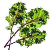 Click & Grow Smart Garden Refill 3-pack - Red Kale