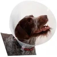 Kruuse K273396 Elizabethan Hundehalsbånd 10 Enheter