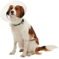 Kruuse Elizabethan Hundehalsbånd