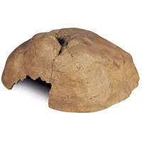 Exo Terra Ekstra Stor Krypdyrhule