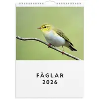 Adlibris Väggkalender 2026 A4 Fåglar Burde