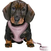 Trixie Junior puppy soft sele m. line,26–34 cm/10 mm,2 m, lys lilla