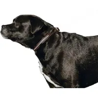 Equithème Max Hundebånd