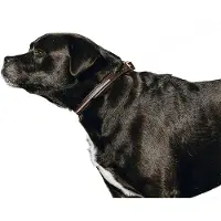 Equithème Max Hundebånd