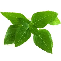 Click and Grow - Smart Garden Refill 3-pack Thai Basil