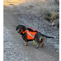 Kardog Sulo GPS- väst med hög synlighet DH4